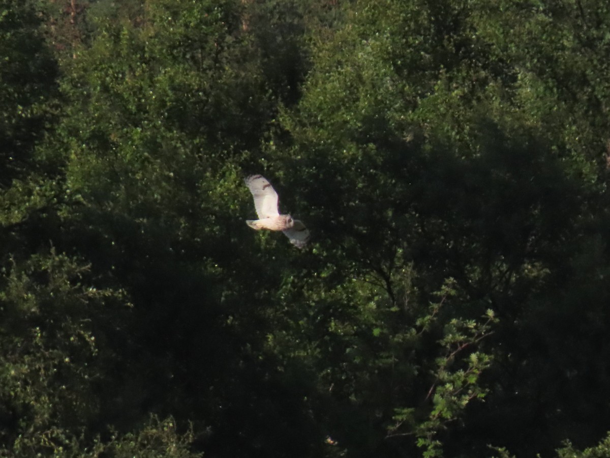 Short-eared Owl - ML621409171