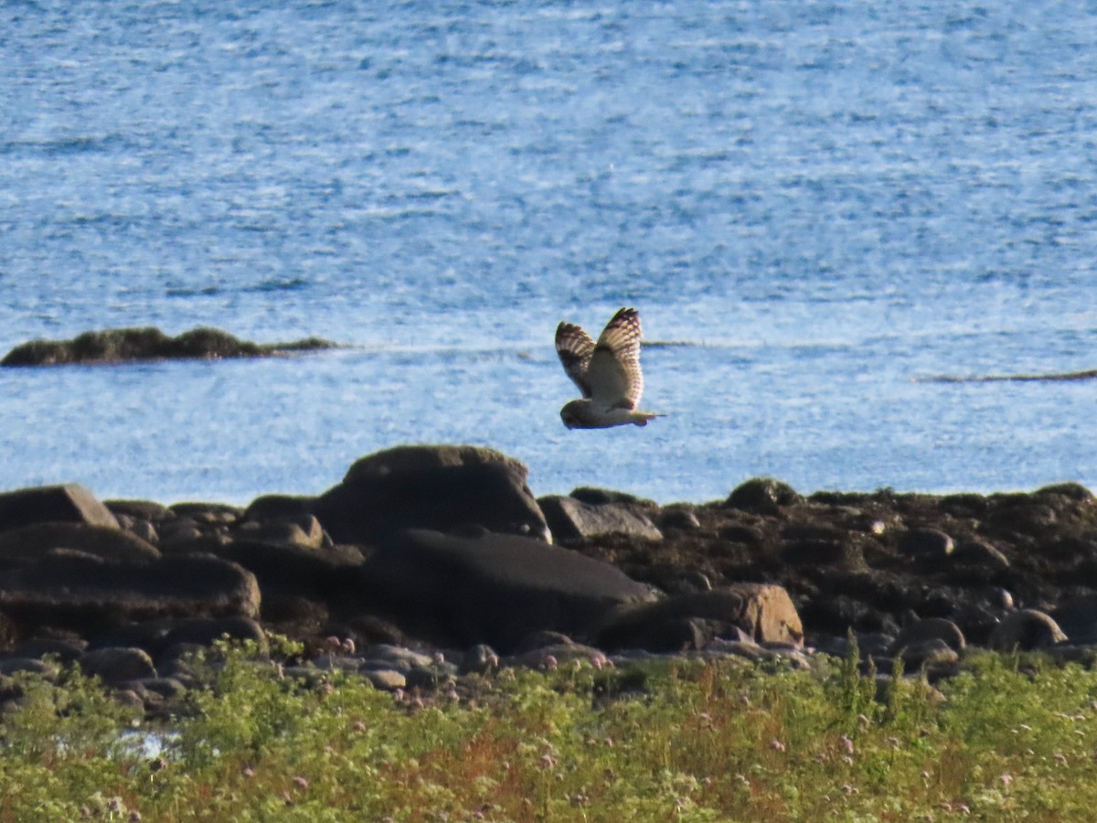 Short-eared Owl - ML621409173