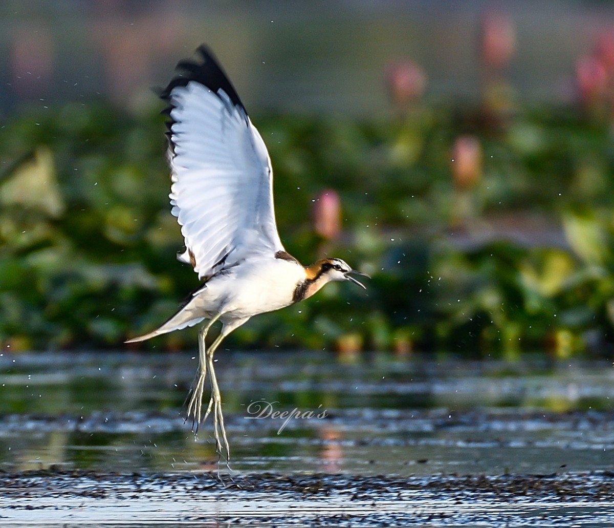 Bronze-winged Jacana - ML621409175