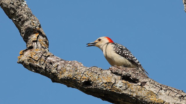Red-bellied Woodpecker - ML621409190
