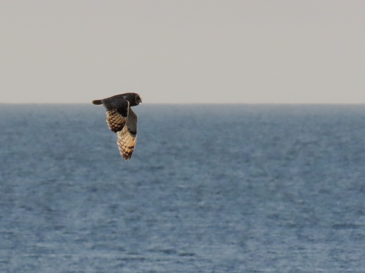 Short-eared Owl - ML621409191