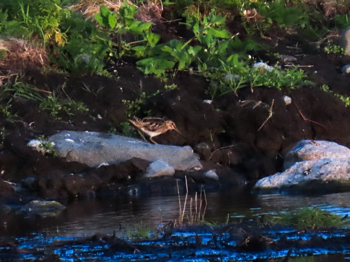 Common Snipe - ML621409198