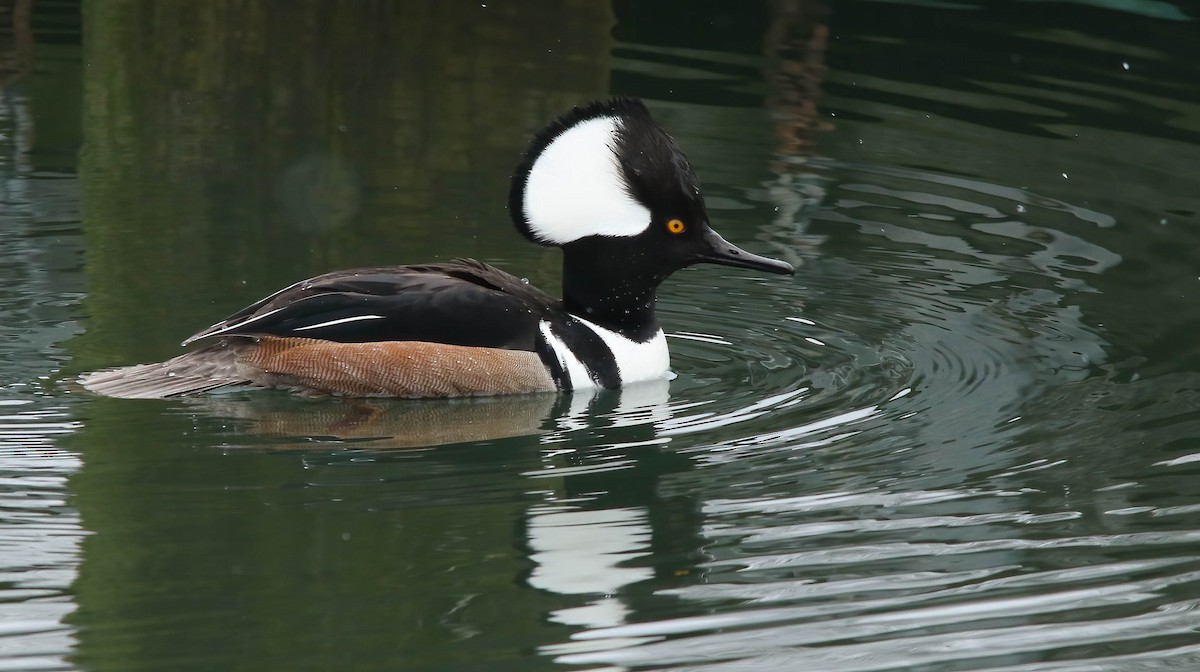 Hooded Merganser - ML621409200