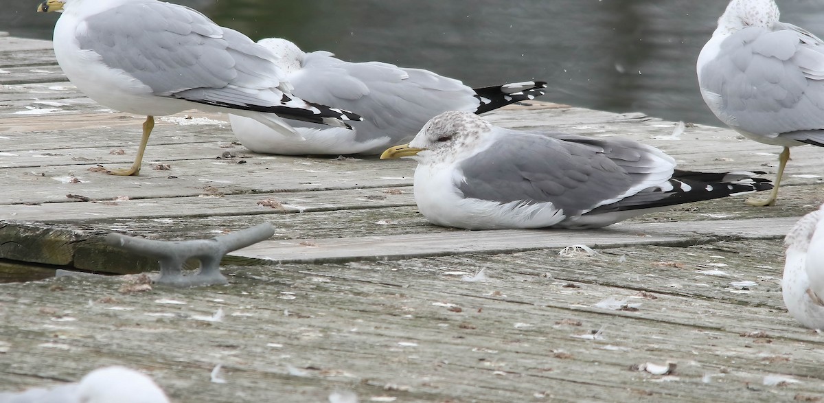 Common Gull (Kamchatka) - ML621409213