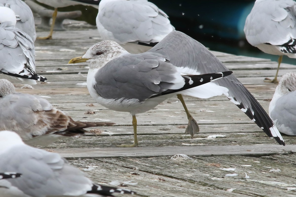 Common Gull (Kamchatka) - ML621409215