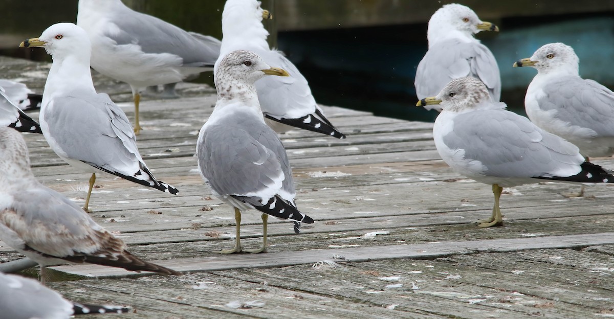 Common Gull (Kamchatka) - ML621409216