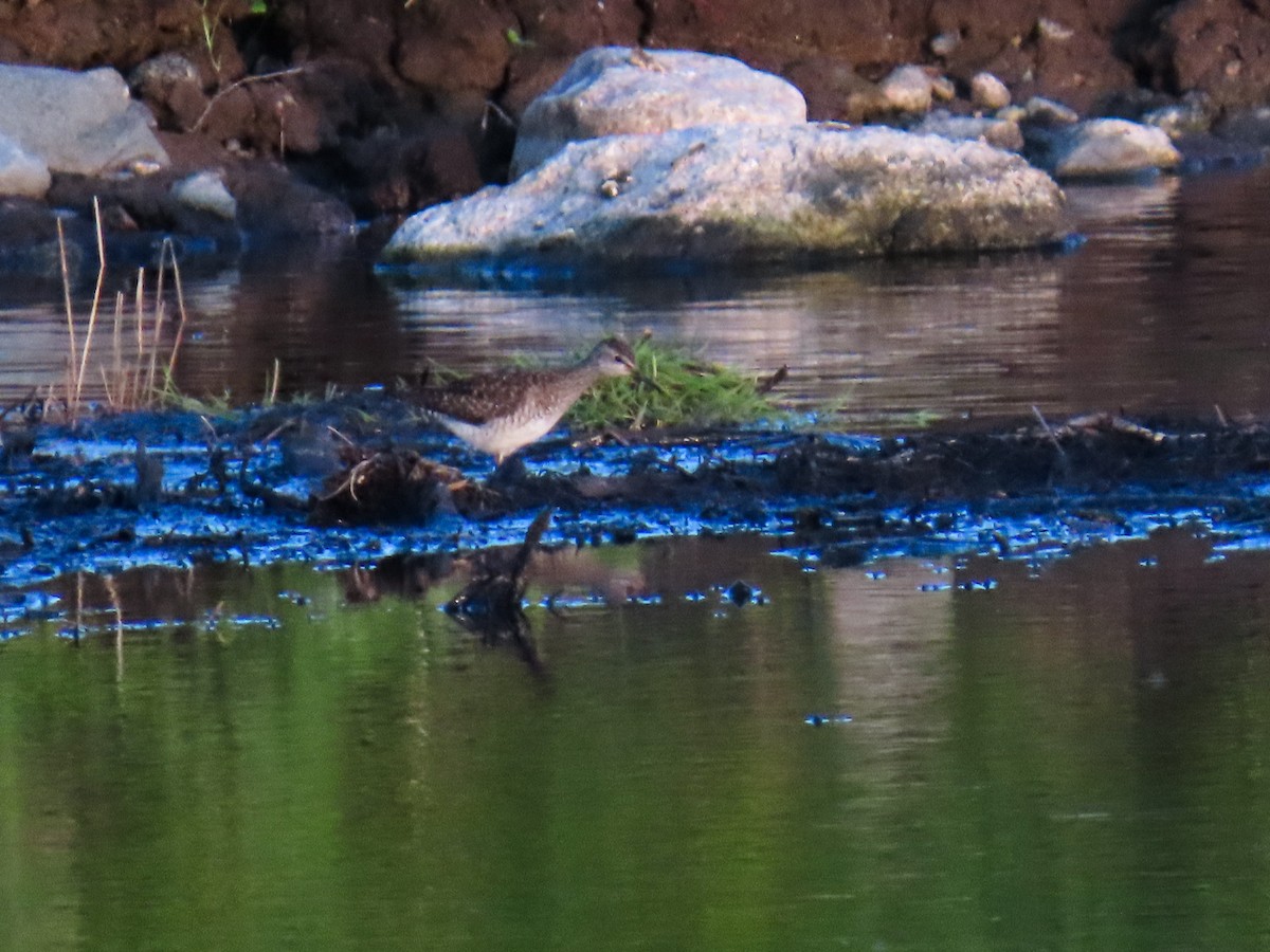 Wood Sandpiper - ML621409220