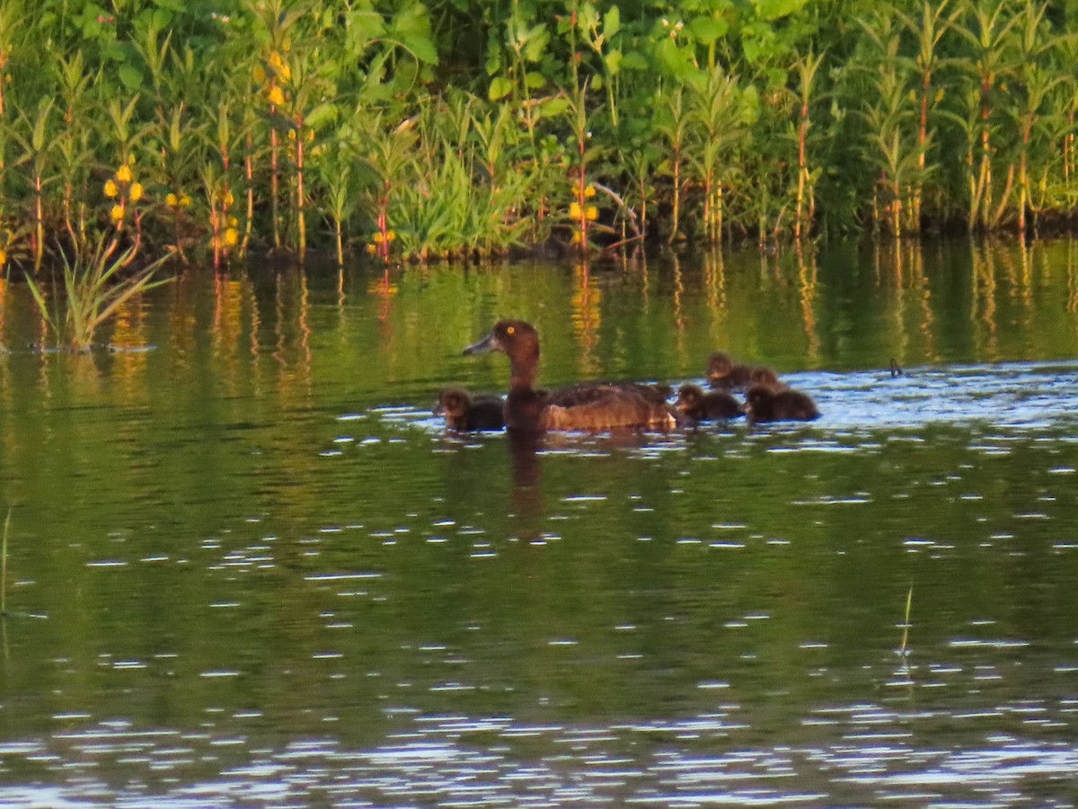 Tufted Duck - ML621409237