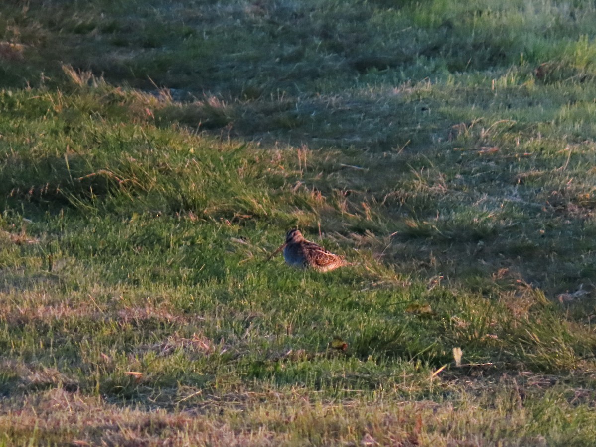 Common Snipe - ML621409241