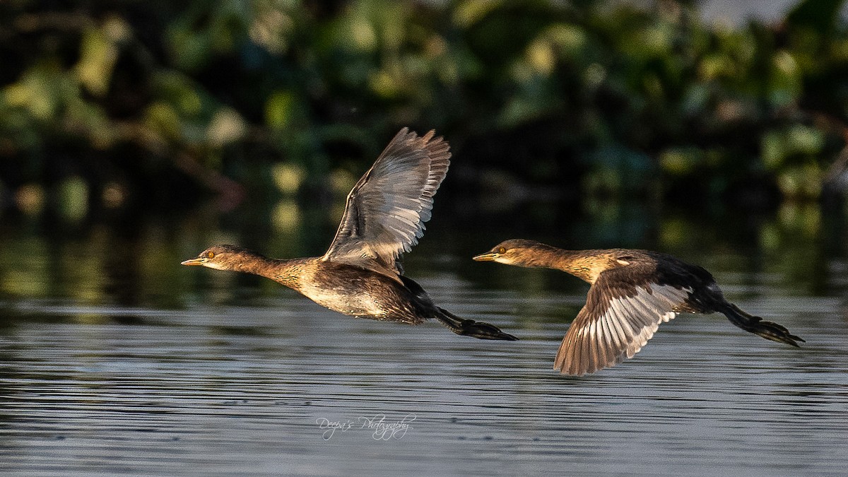 Little Grebe - ML621409253