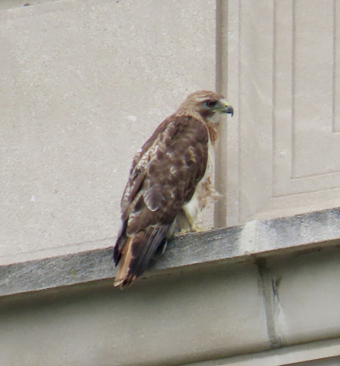 Red-tailed Hawk - ML621409258