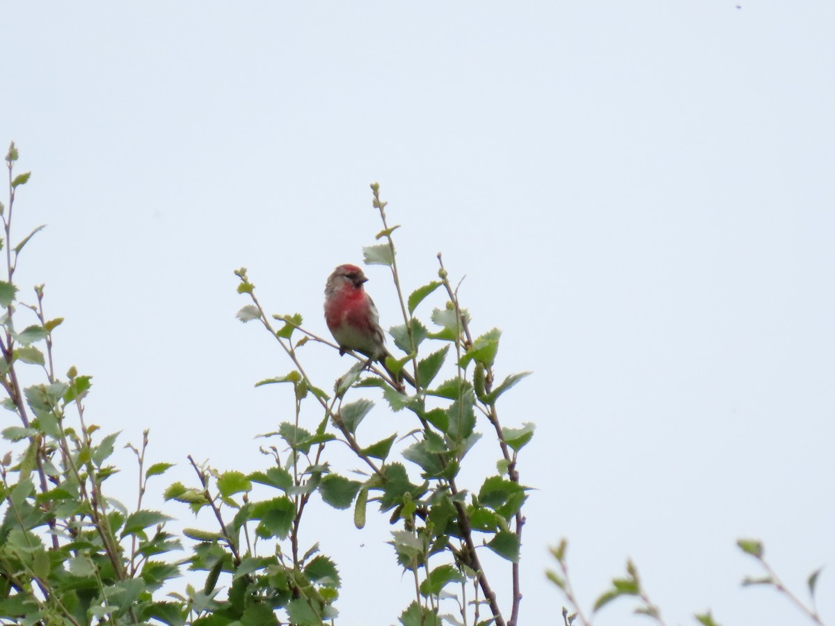 Common Redpoll - ML621409261