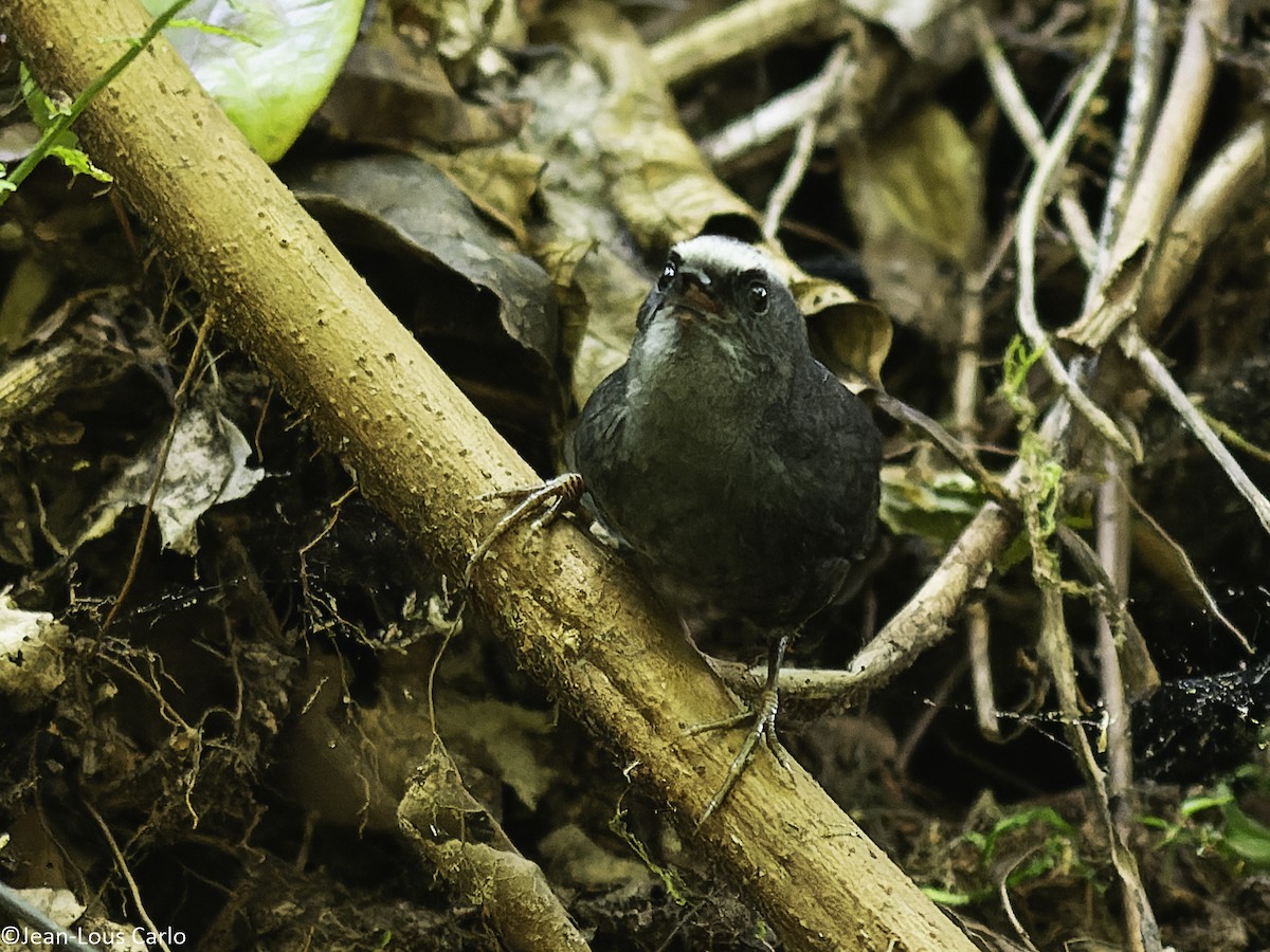 Silvery-fronted Tapaculo - ML621409267