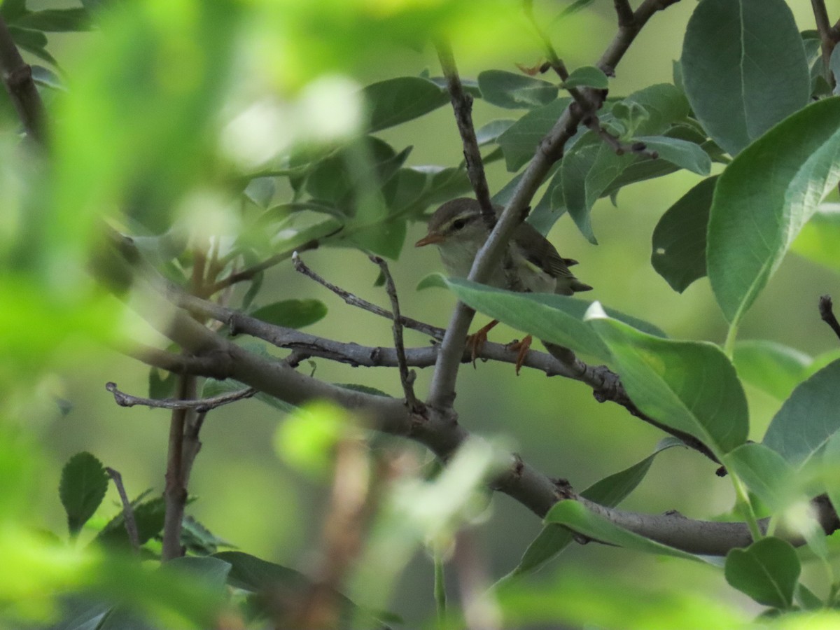 Mosquitero Musical - ML621409293