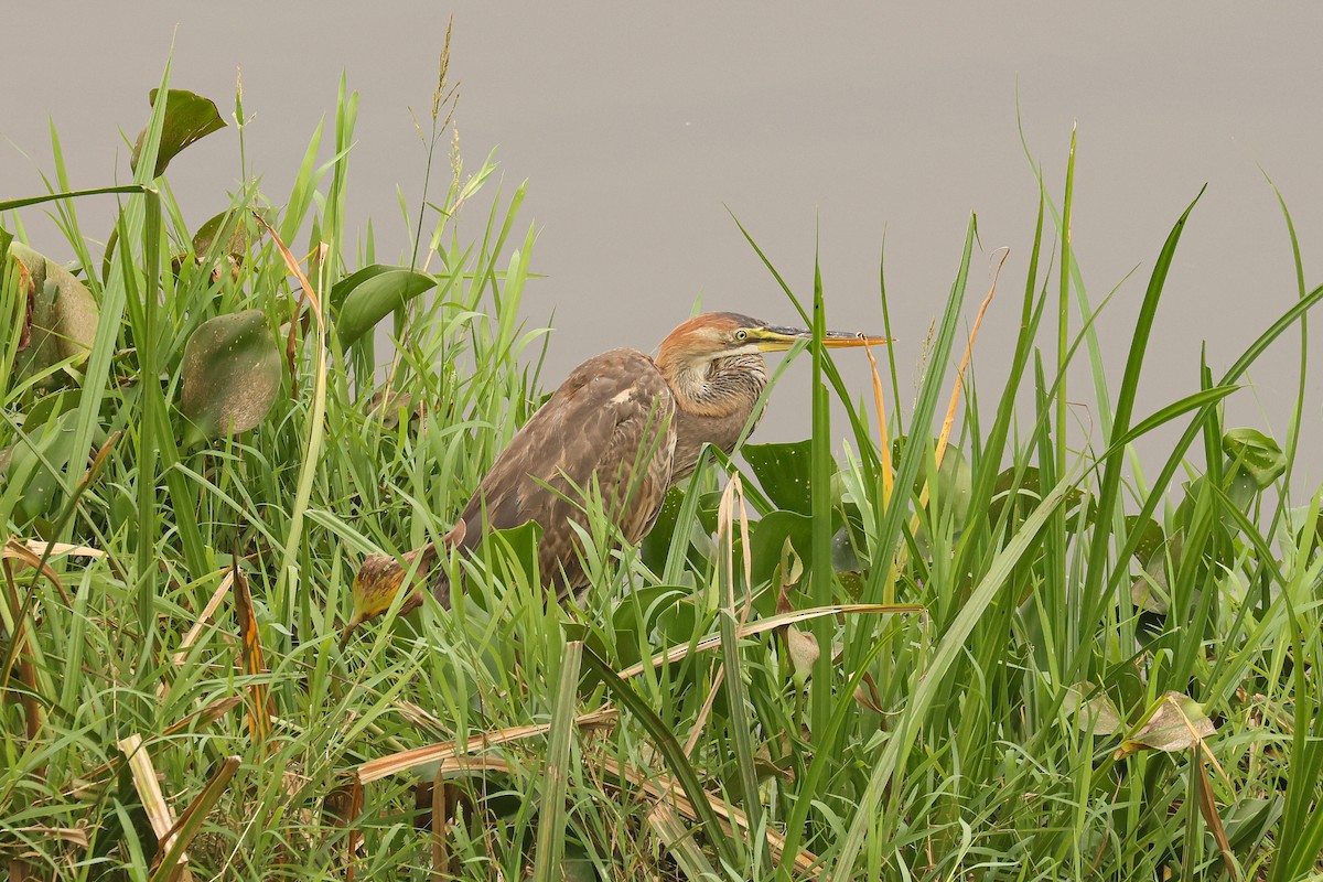 Goliath Heron - ML621409446