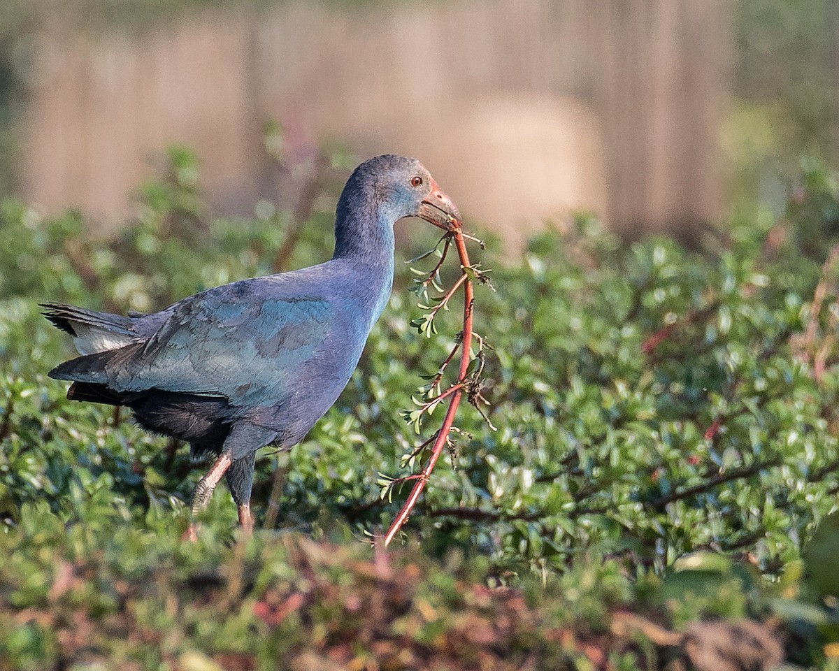 Gray-headed Swamphen - ML621409504