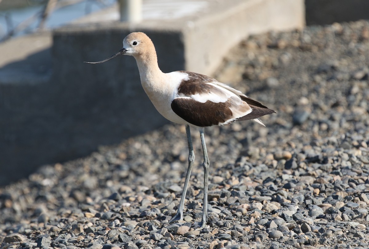 American Avocet - ML621409530