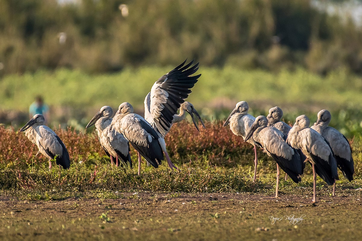 Asian Openbill - ML621409546