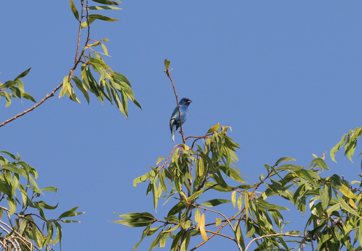 Indigo Bunting - ML621409637