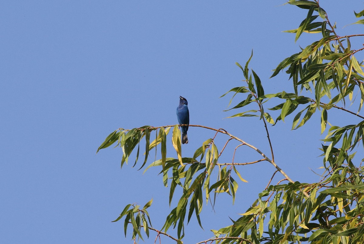 Indigo Bunting - ML621409647