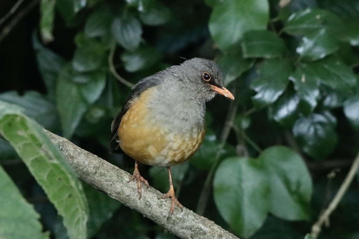 Abyssinian Thrush - ML621409655