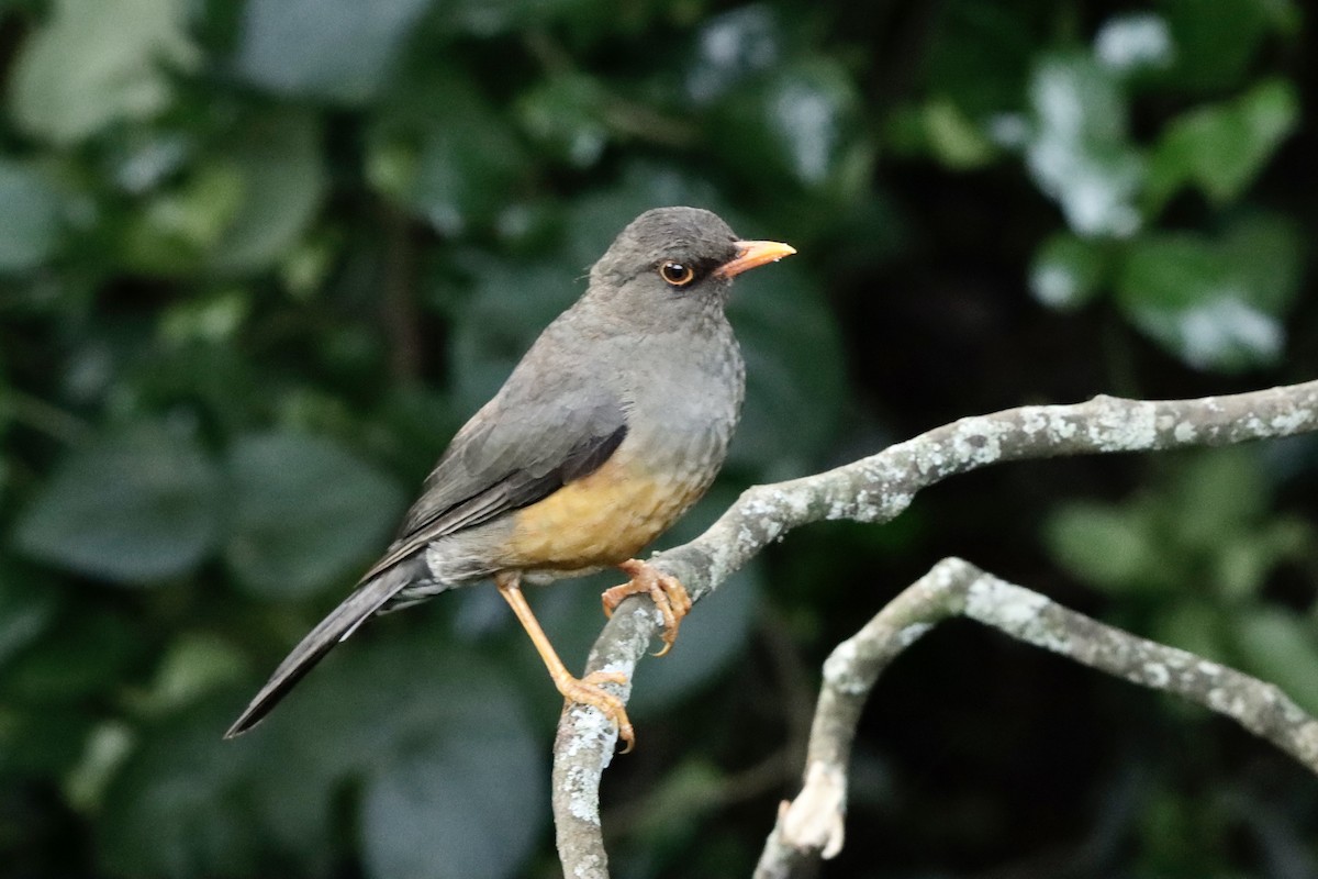 Abyssinian Thrush - ML621409656