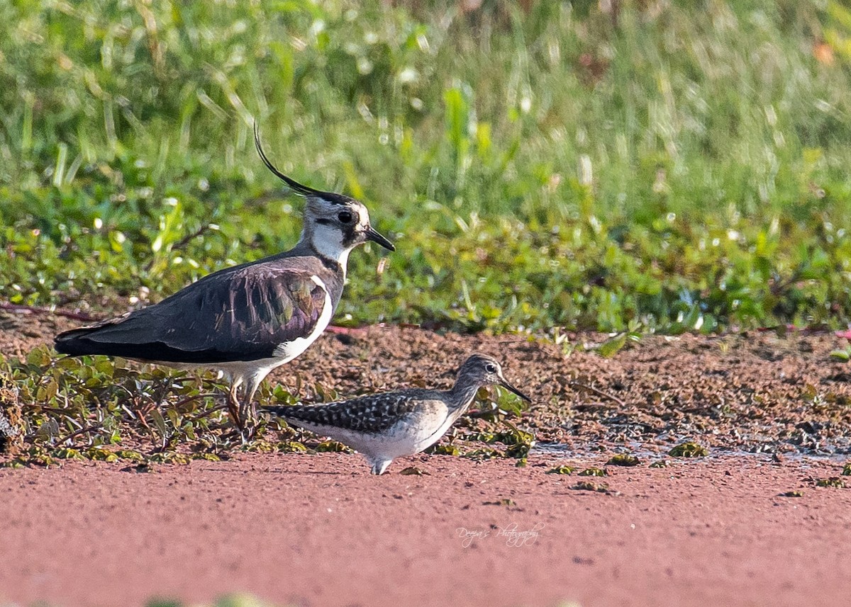 Northern Lapwing - ML621409662