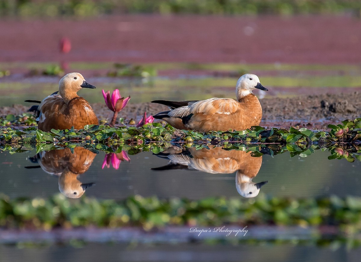 Ruddy Shelduck - ML621409690