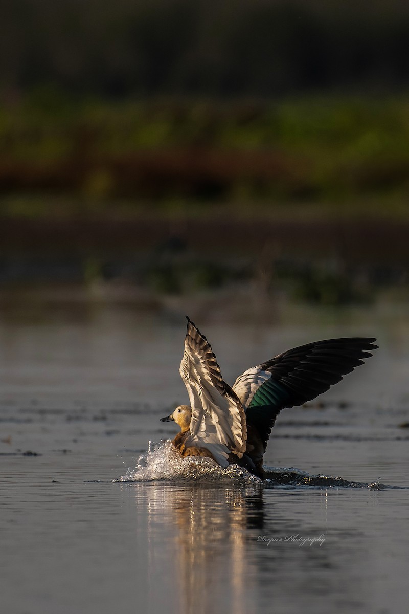 Ruddy Shelduck - ML621409691