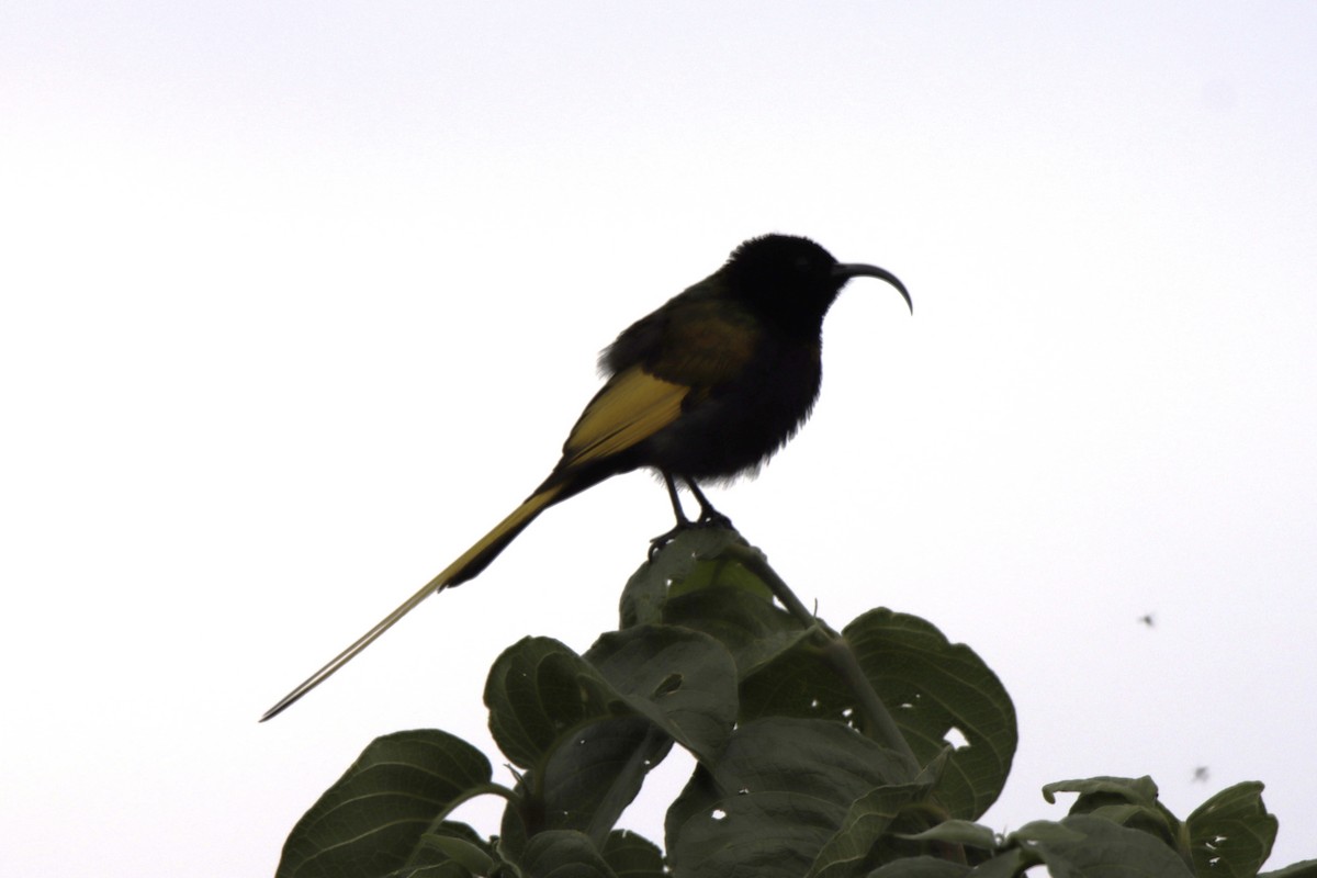 Golden-winged Sunbird - ML621409721