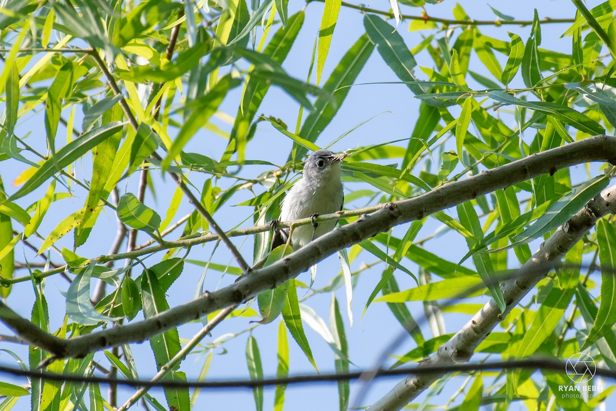 Blue-gray Gnatcatcher - ML621409865