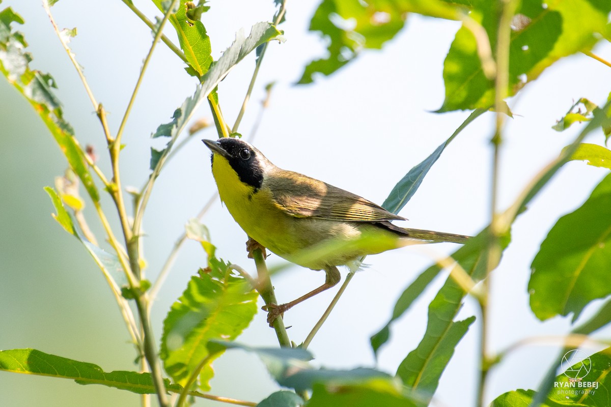 Common Yellowthroat - ML621409929