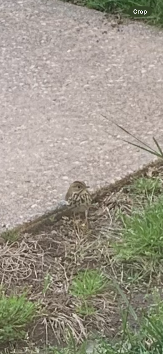 Ovenbird - ML621410061