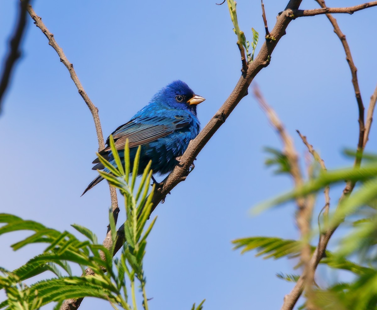 Indigo Bunting - ML621410080