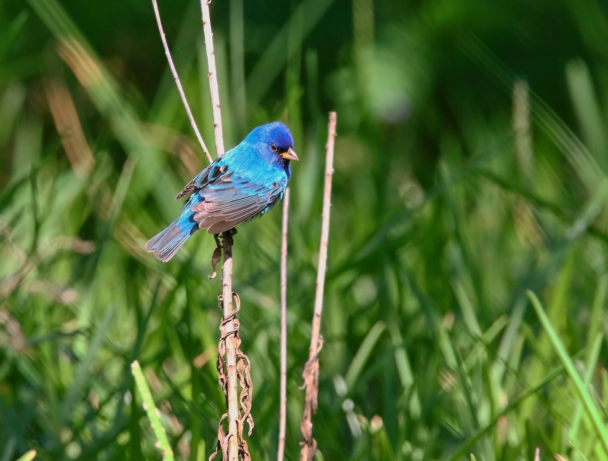 Indigo Bunting - ML621410081