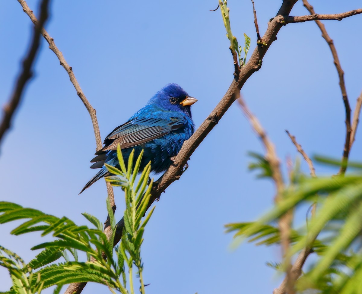 Indigo Bunting - ML621410082