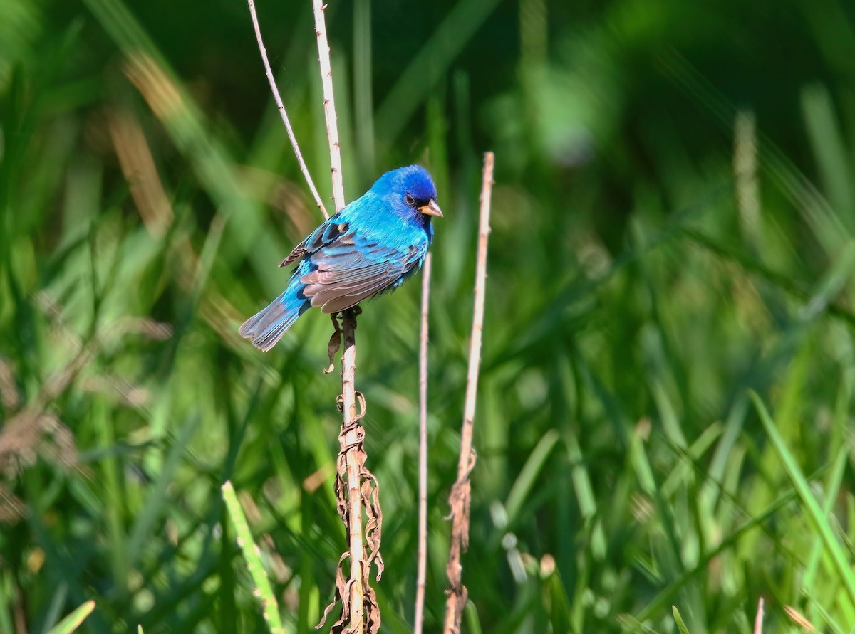 Indigo Bunting - ML621410083