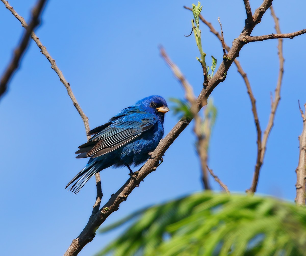 Indigo Bunting - ML621410084