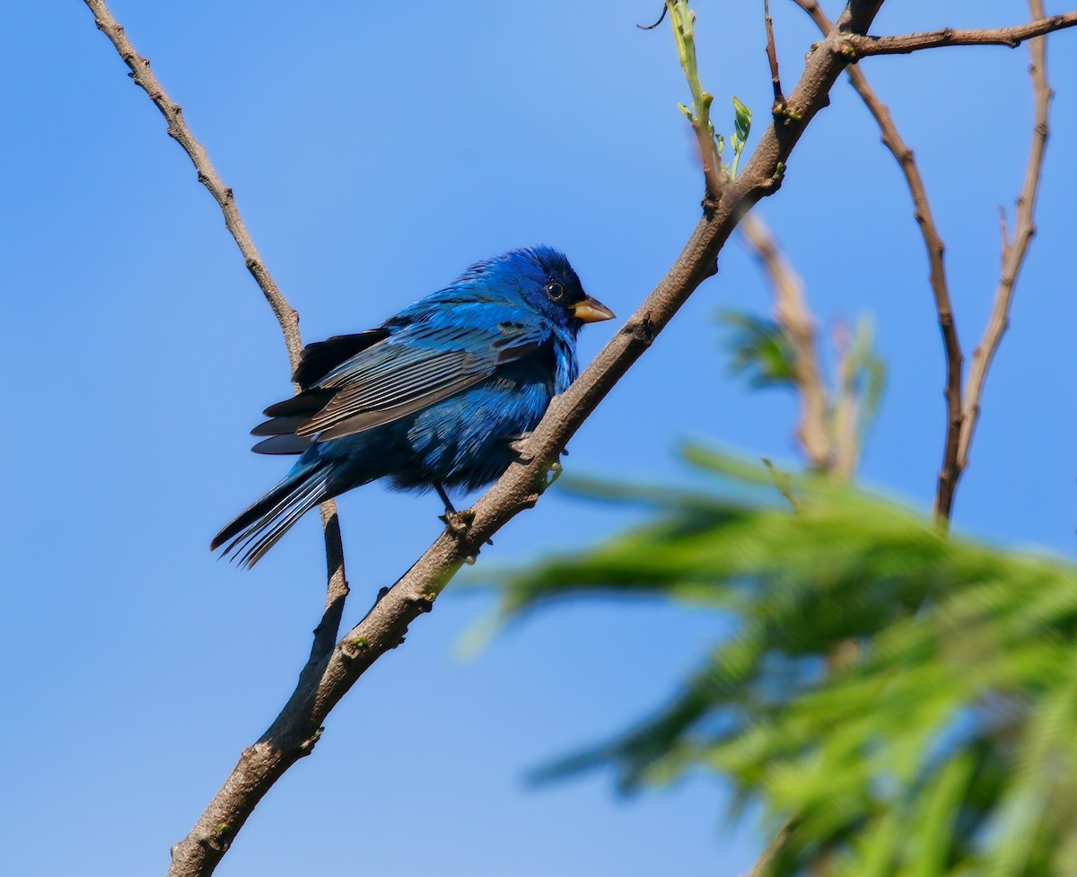 Indigo Bunting - ML621410085