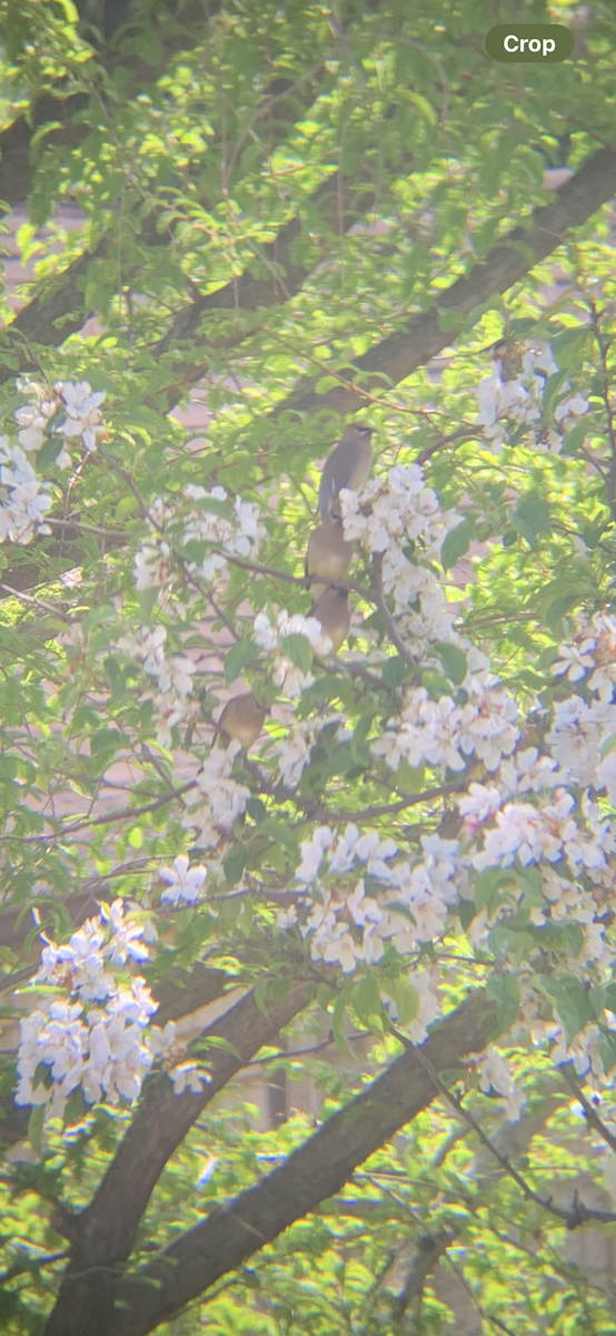Cedar Waxwing - ML621410089