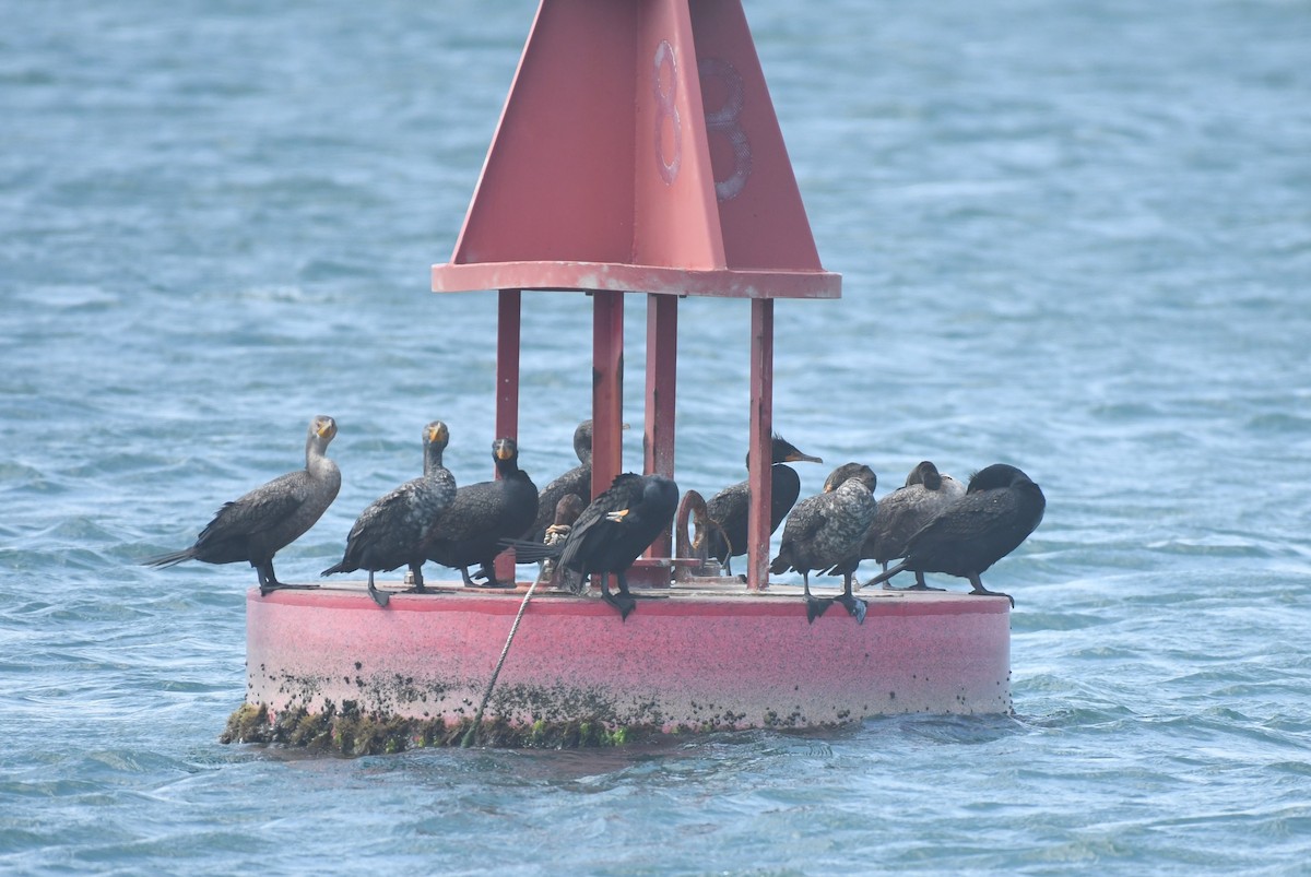 Double-crested Cormorant - Wendy N