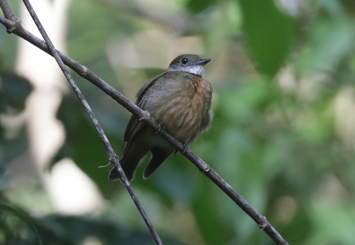 Orange-crowned Manakin - ML621410254