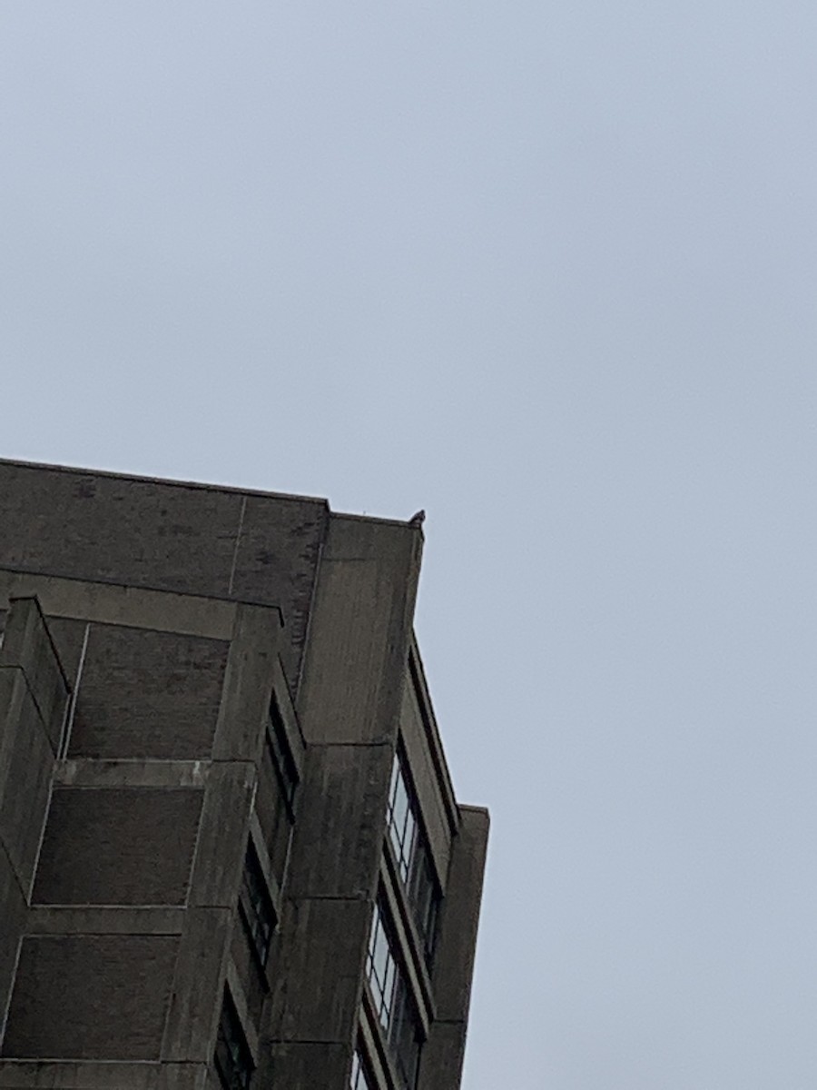 Эгэл шонхор - ML621410273
