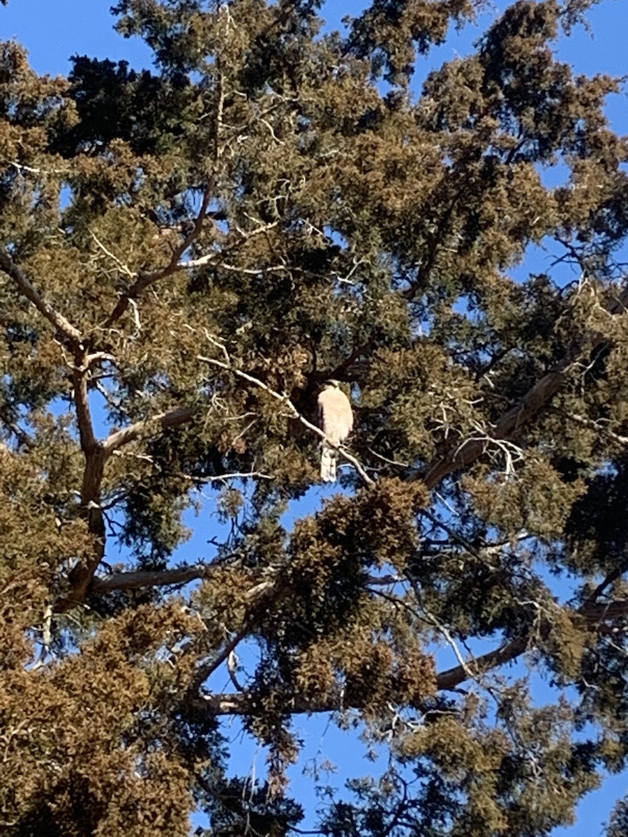 Sharp-shinned Hawk - ML621410289