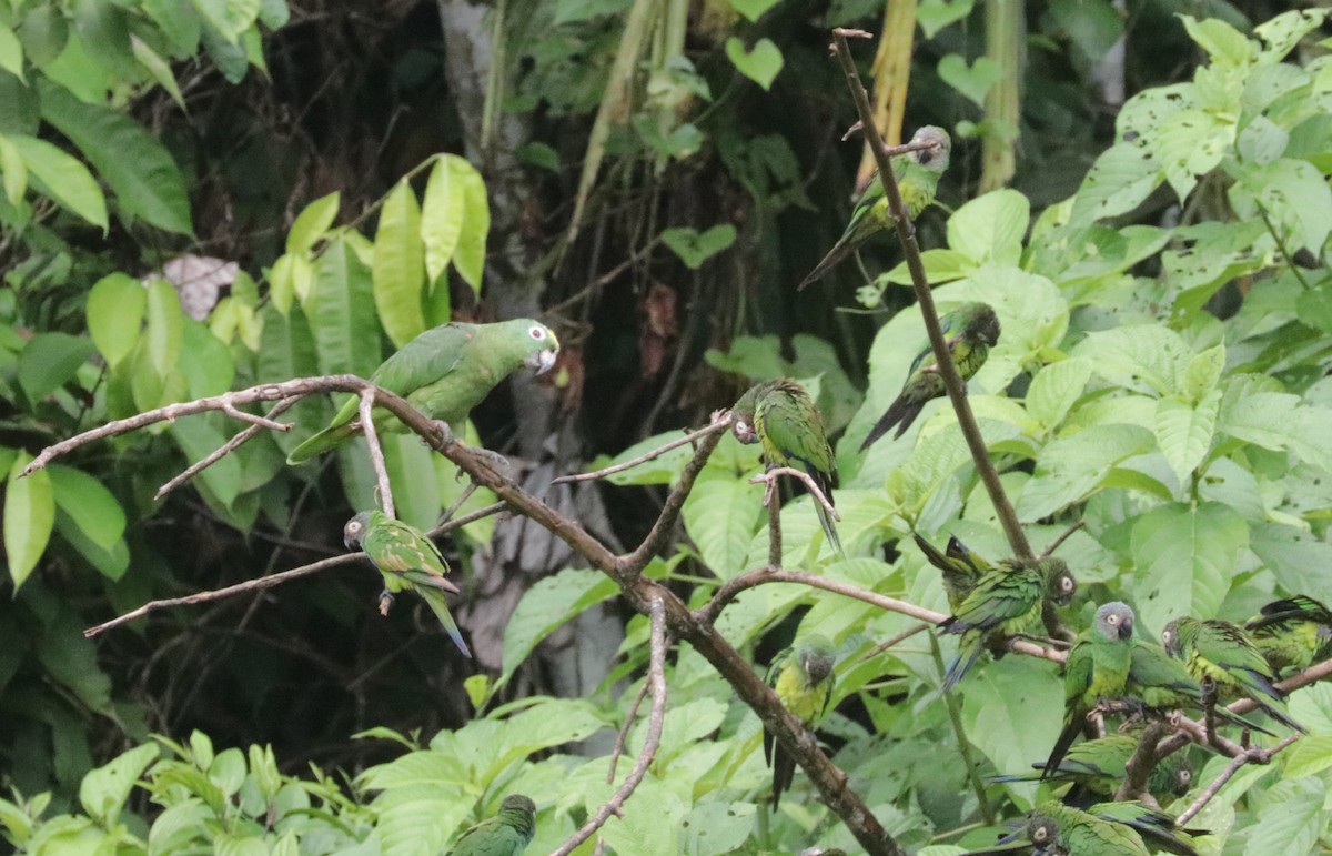 Yellow-crowned Parrot - ML621410405