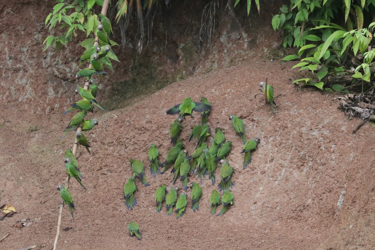 Dusky-headed Parakeet - ML621410406