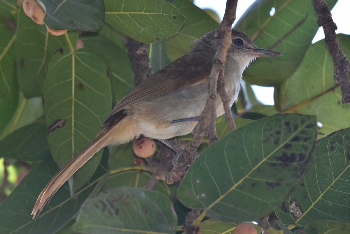 Terrestrial Brownbul - ML621410770