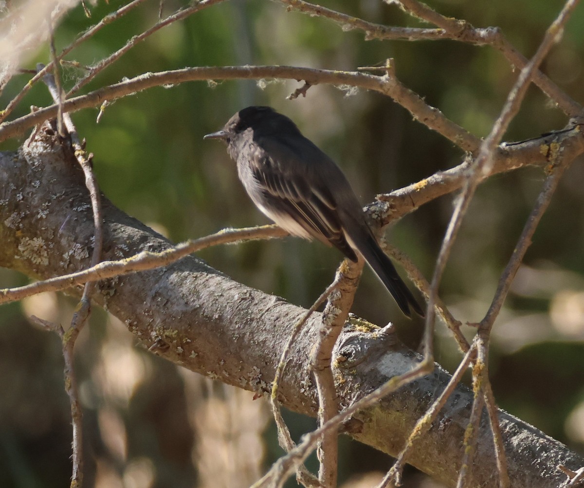 Black Phoebe - ML621410839