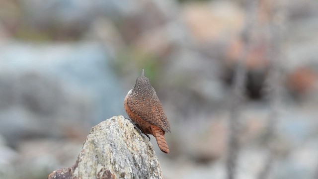 Canyon Wren - ML621410899