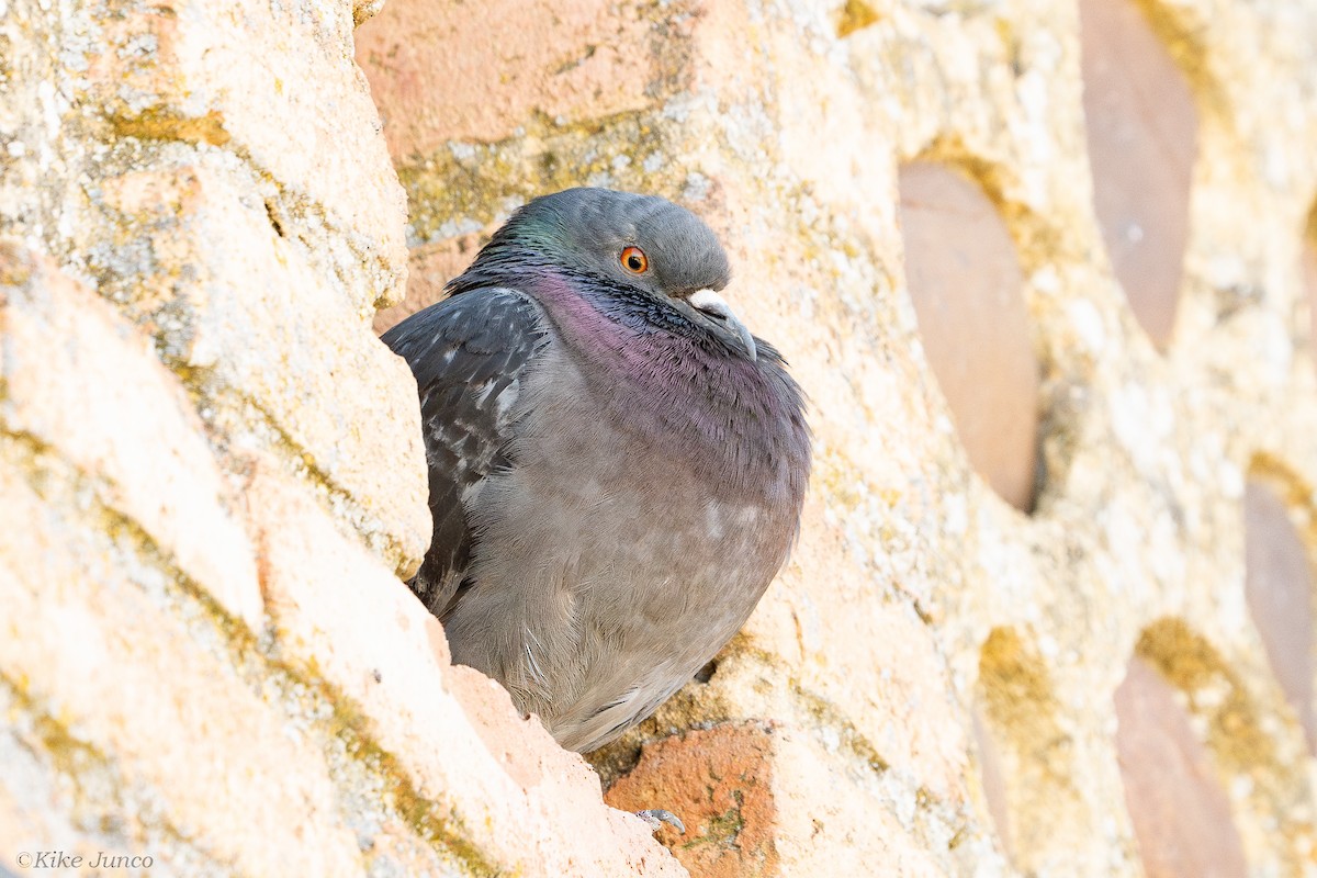 Rock Pigeon (Feral Pigeon) - ML621410915